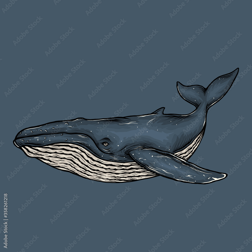 Hand drawing vintage blue whale vector illustration Stock Vector ...
