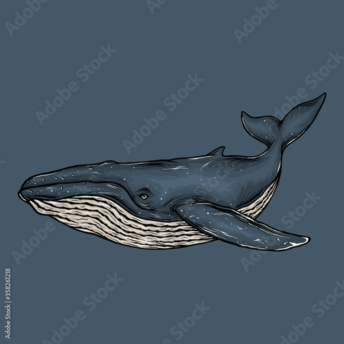 Hand drawing vintage blue whale vector illustration