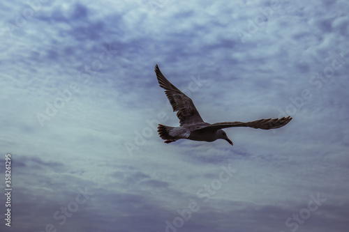The albatross spread its wings against the sky. © Настя Монастырская