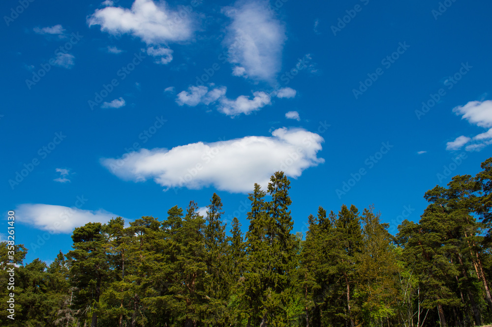 Obraz premium clouds over the forest