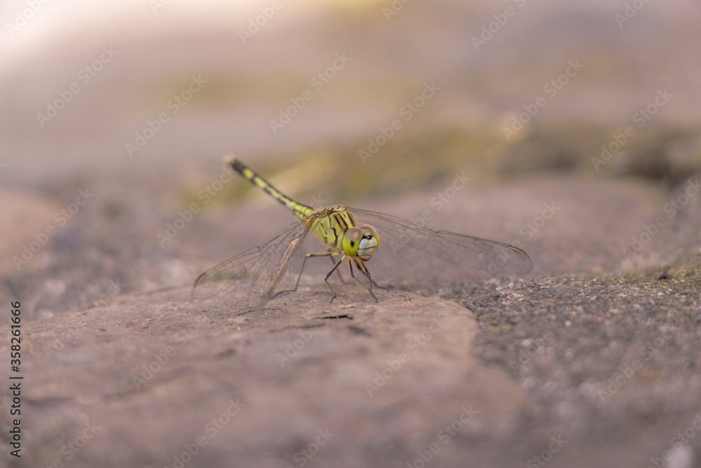 A small green Dragonfly laying down in a rock A small green Dragonfly laying down in a rock