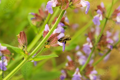 Aromatic common sage (indigo woodland sage, Salvia forsskaolii, Salvia sclarea, Salvia officinalis) and working honey bee. Clary sage purple pink flowering spike on green leaves background. photo