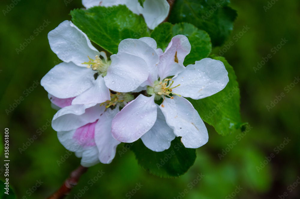 apple tree blossom in the park