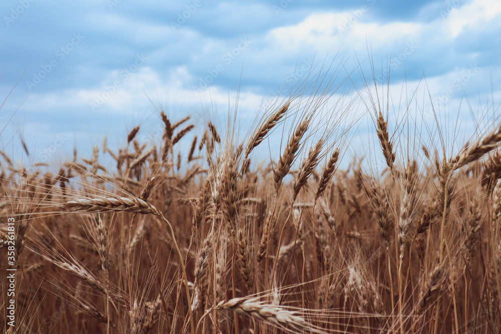 Fototapeta premium A lot of orange wheat in a field under heavy clouds.