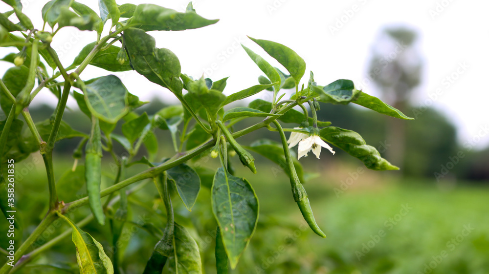 Small beautiful pepper in the pepper garden. It is a picture of green nature.