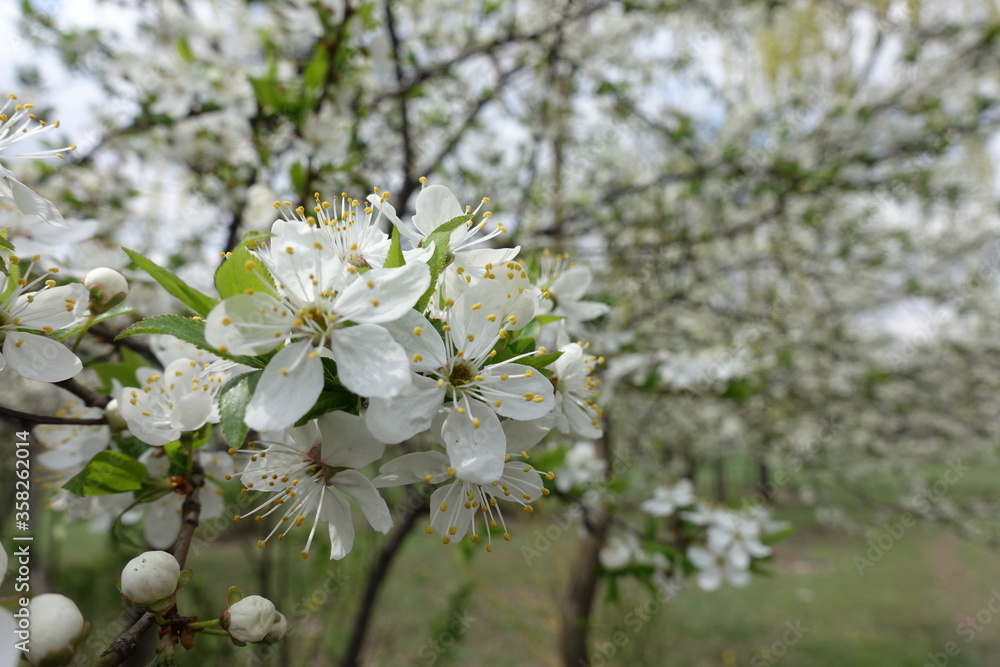 Closeup of white flowers of sour cherry tree in April Closeup of white flowers of sour cherry tree in April
