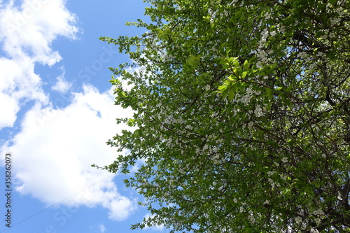 Crown of blossoming sour cherry tree against the sky in April