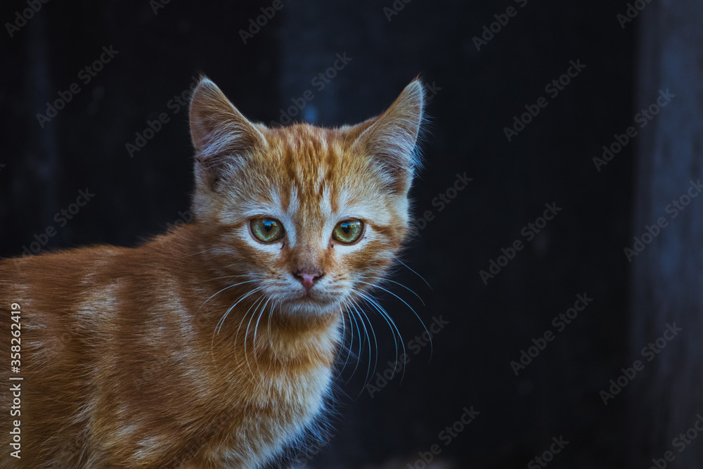 Little ginger kitten on a dark background.