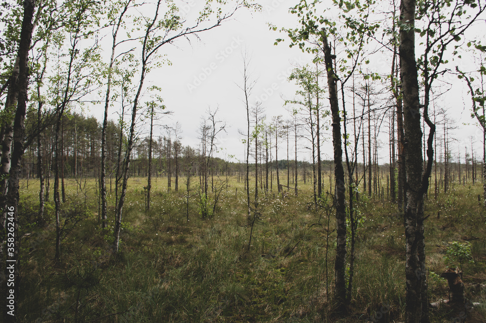 Naklejka premium morning in the woods