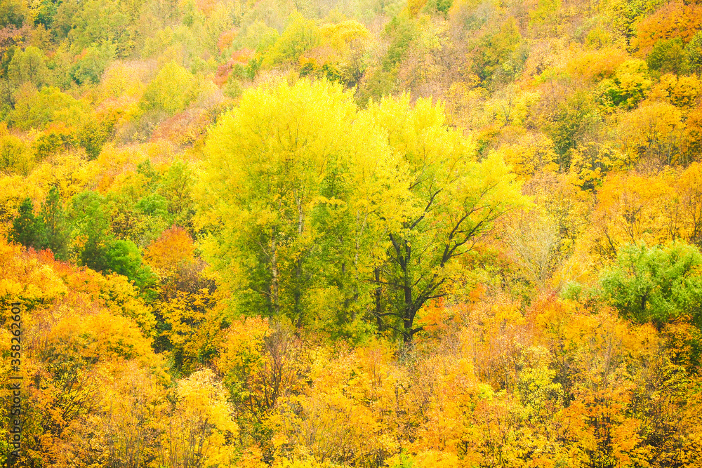 Autumn forest, aerial view, colorful bright trees