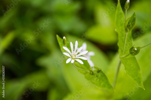 little white flower in the green grass