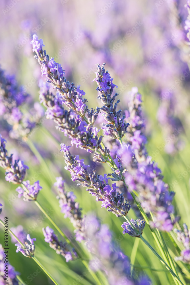 Obraz premium Lavender plants in the field