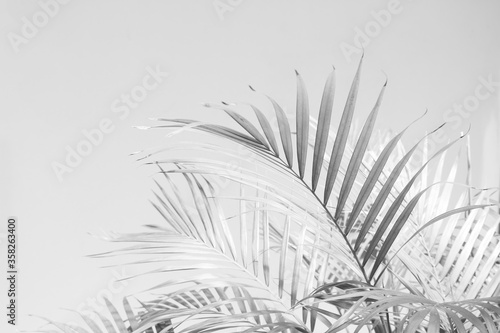 Abstract gray shadow background of palm leaves  black and white monochrome tone