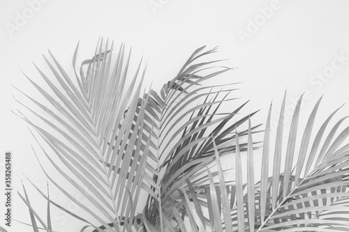 Abstract gray shadow background of palm leaves, black and white monochrome tone