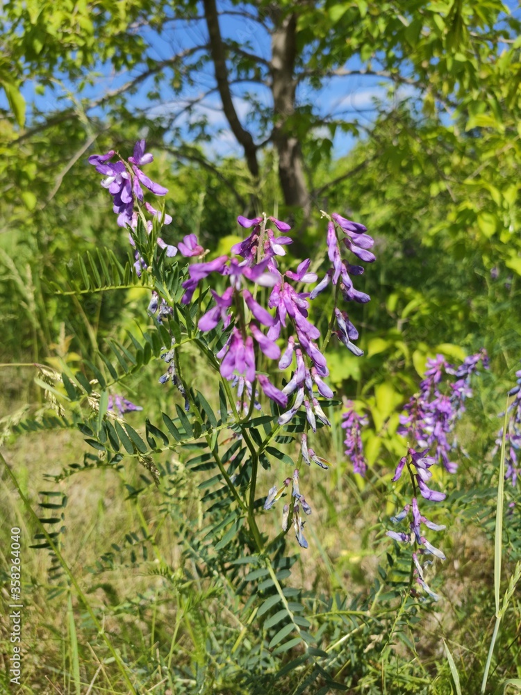 Obraz premium purple flowers in a garden