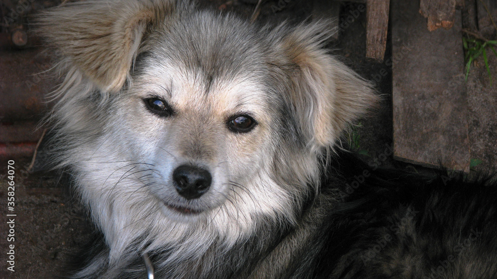 Cute pet on the nature near the house. Homeless poor dog playing on the street and looking at the camera. Stock photo for design Cute pet on the nature near the house. Homeless poor dog playing on the street and looking at the camera. Stock photo for design