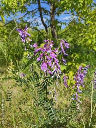 purple flowers in a garden