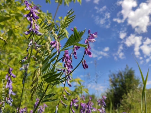 blue sky and flowers