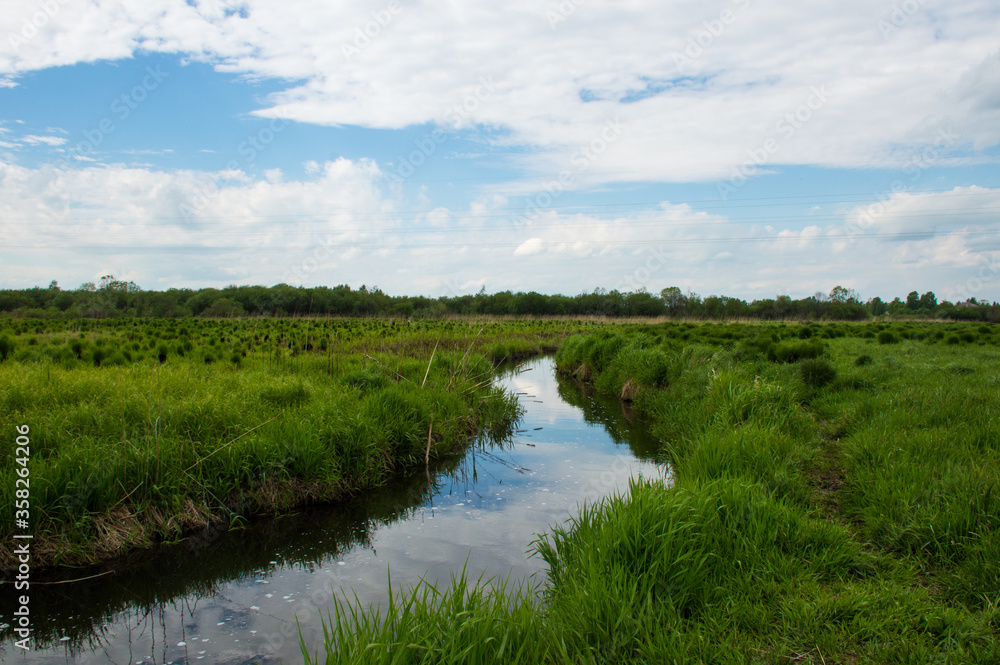 small river in the summer forest 