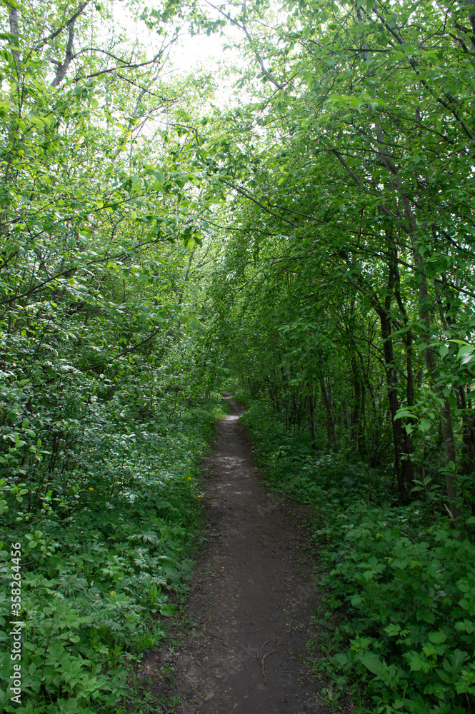 Fototapeta premium footpath in the forest