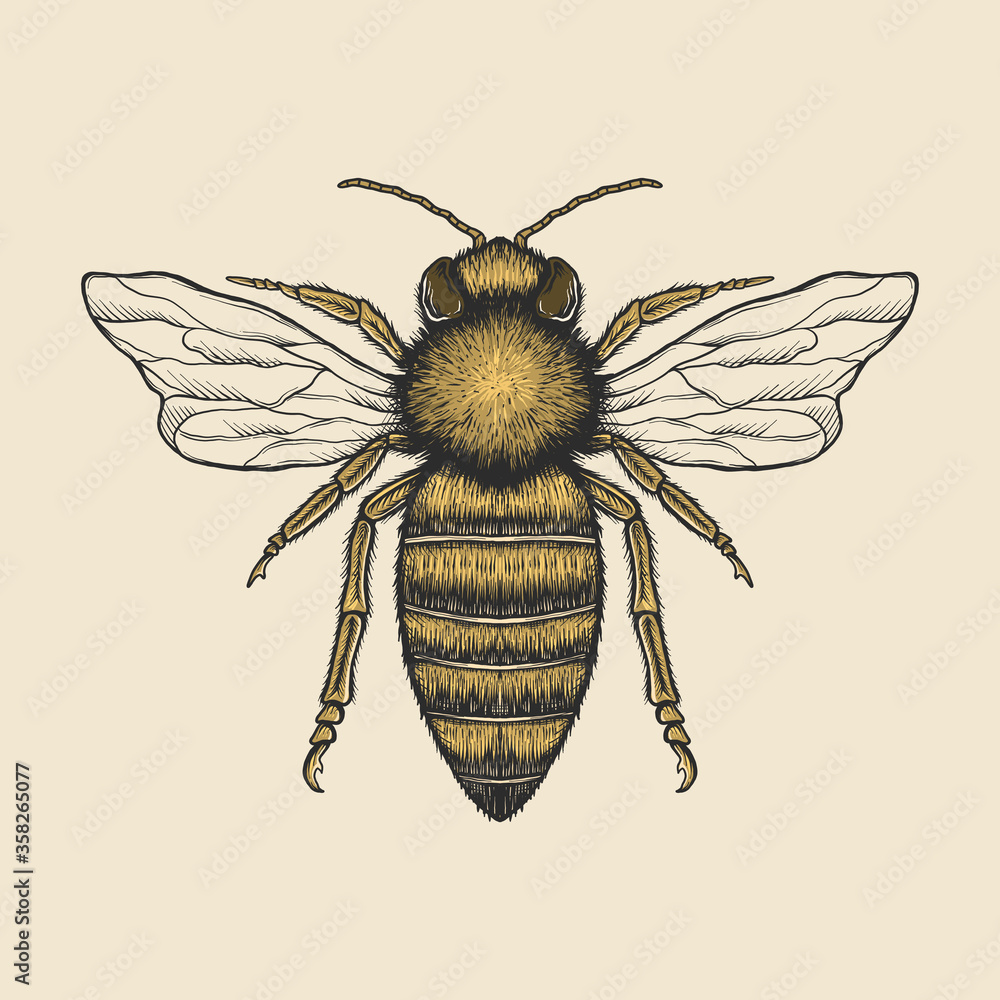 Hand drawing vintage bee vector illustration Stock Vector Adobe Stock Hand drawing vintage bee vector illustration Stock Vector Adobe Stock