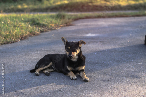 Cute pet on the nature near the house. Homeless poor dog playing on the street and looking at the camera. Stock photo for design