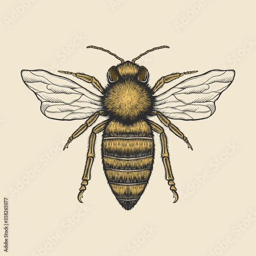 Hand drawing vintage bee vector illustration
