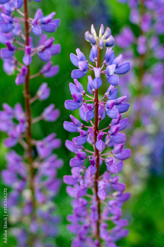 gently purple summer lupine flower with pink patches gently purple summer lupine flower with pink patches