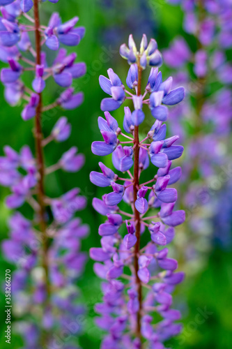 gently purple summer lupine flower with pink patches