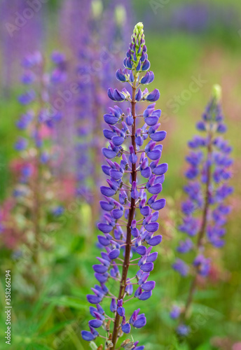 a gently purple summer lupine flower
