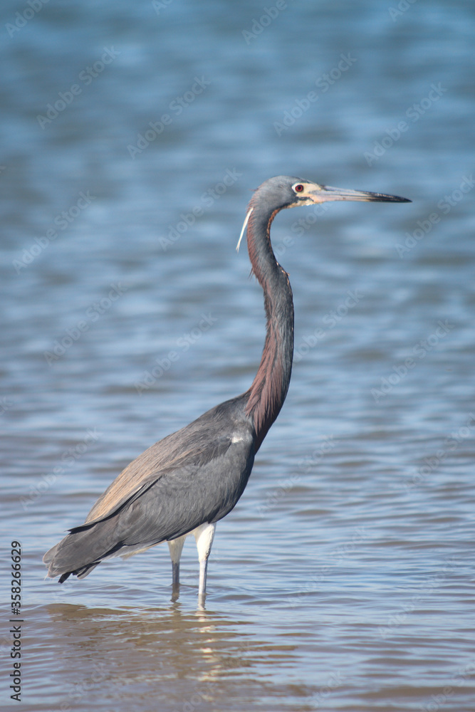 Egretta Tricolor Egretta Tricolor