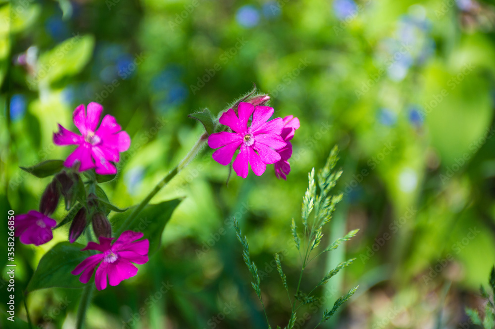 little pink flowers in the forest little pink flowers in the forest