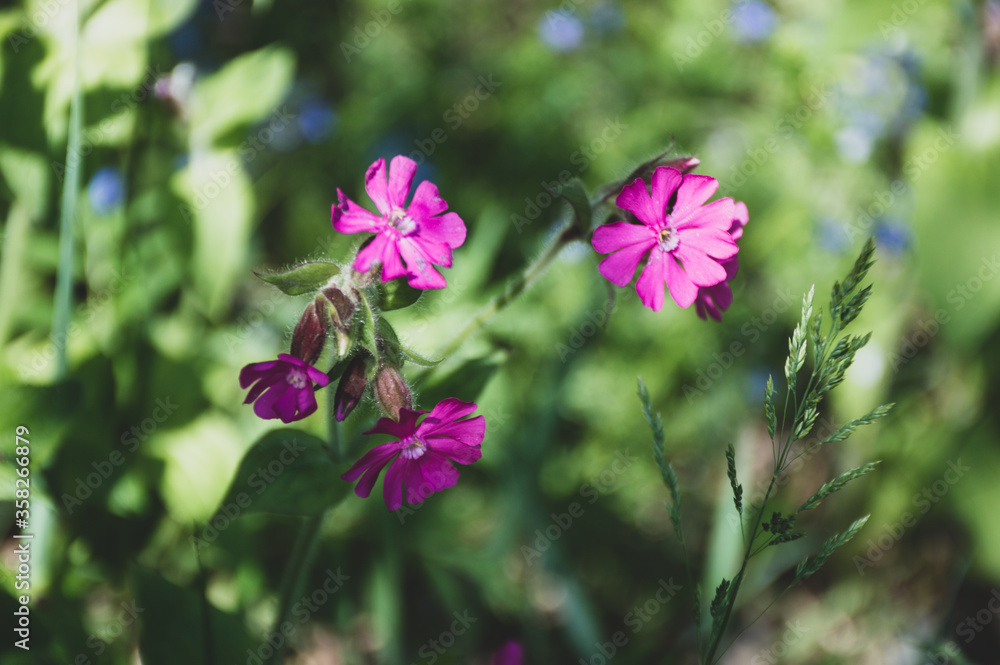 Fototapeta premium little pink flowers in the forest