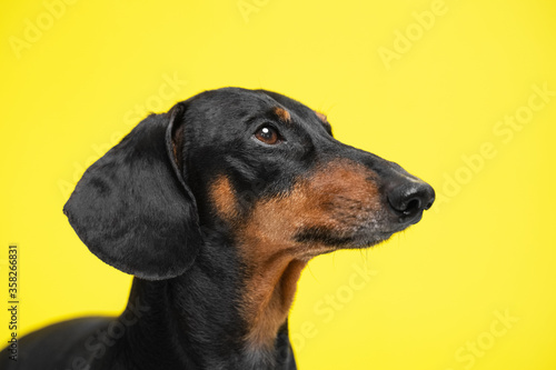 Muzzle portrait Adorable dachshund dog, black and tan, looking up on a yellow background. obedient and attentive dog. Copy space © Masarik