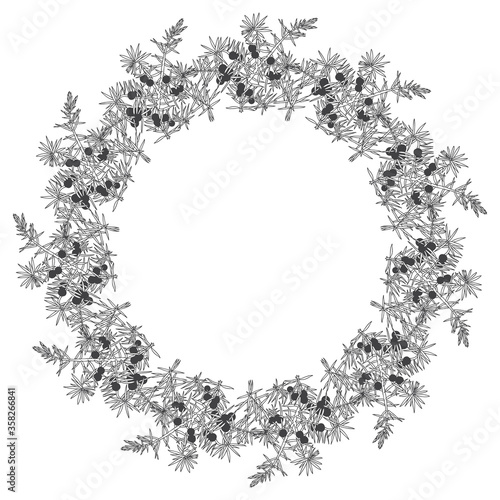 Round vector frame with juniper on white. Illustration with place for text, can be used creating card, menu or invitation card.