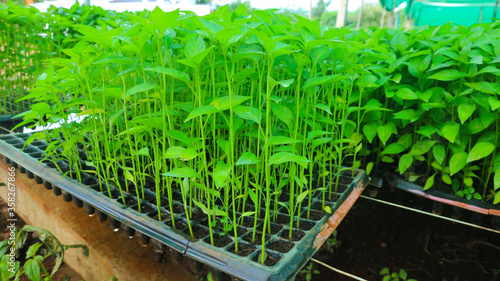 Chilli seedlings