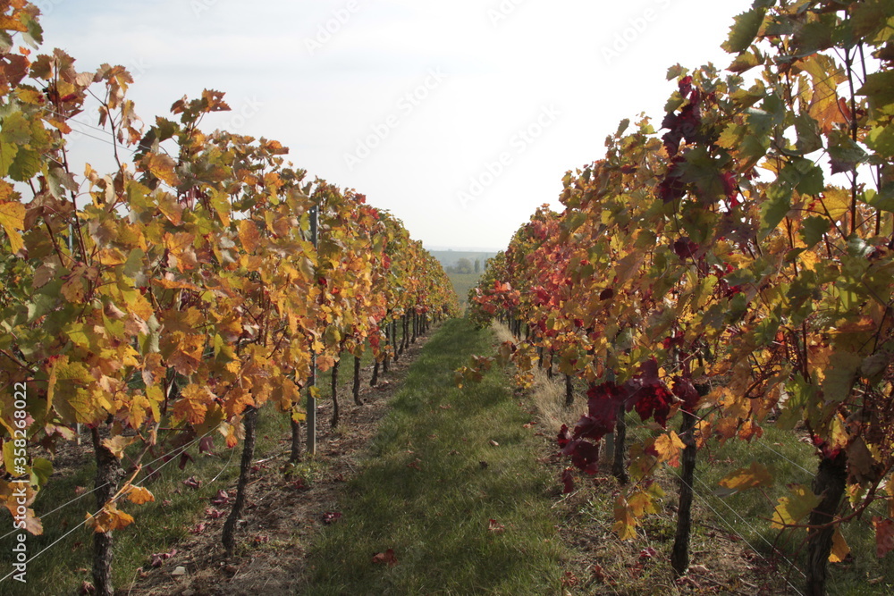 Fototapeta premium Bunte Rebzeile