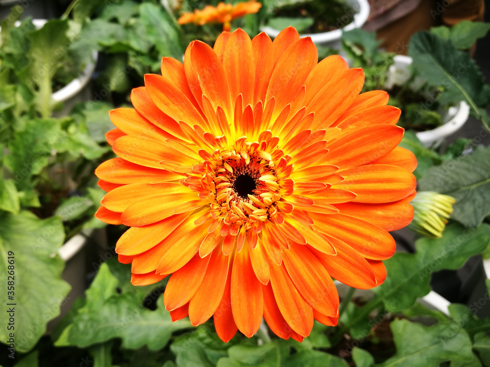 Beautiful closeup orange english marigold in garden at cameron highlands Beautiful closeup orange english marigold in garden at cameron highlands