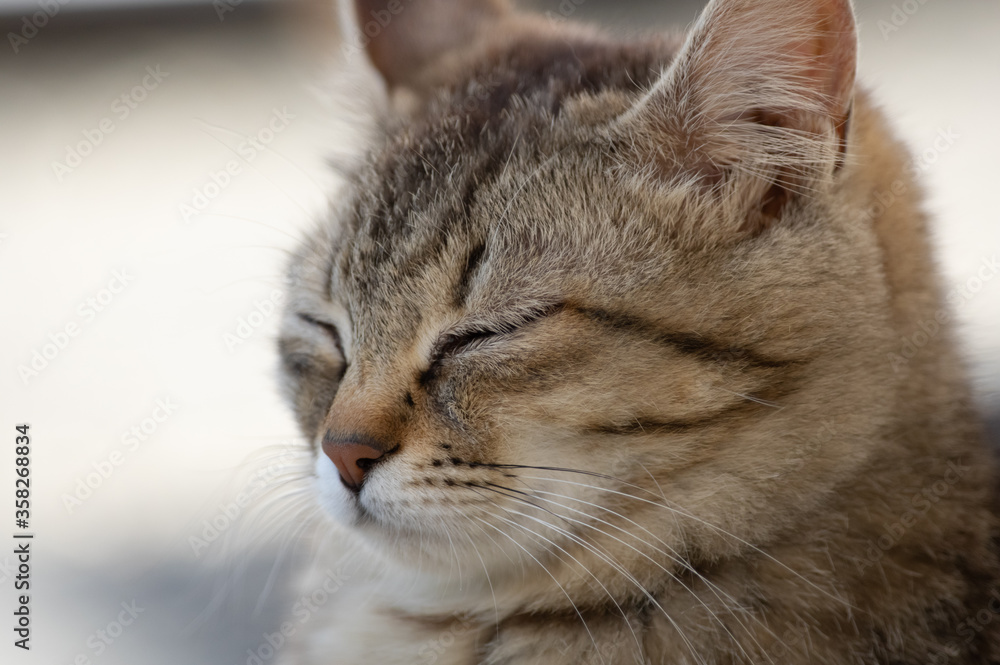 うとうと… キジトラ猫 うとうと… キジトラ猫