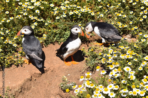 Atlantic puffin colony. They have mainly black upper parts but dusky white face and underparts with clear demarcation from the dark neck orange legs and huge flattened red blue and yellow marked bill.