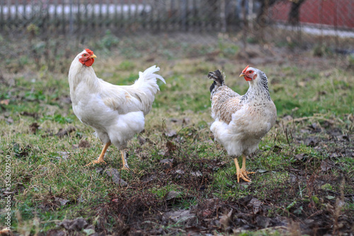 Rooster and hens in the village on the nature. Chickens and birds at the poultry farm. Stock photo background © subjob