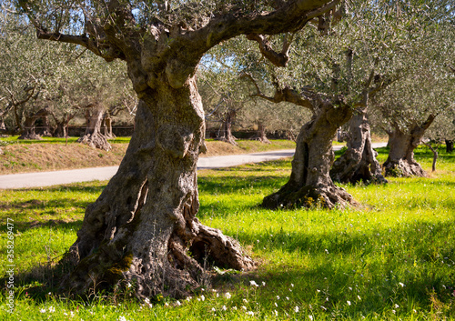 Old olive trees in summer field with wild flowers