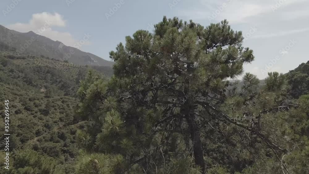 Aerial reveal shot of green forest in mountain valley in clear daylight in Istán Spain Aerial reveal shot of green forest in mountain valley in clear daylight in Istán Spain