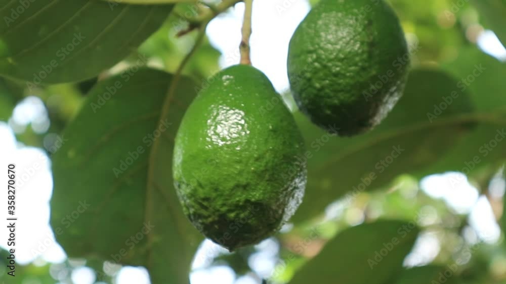 Avocado varieties Hass the meat is delicious. Avocado varieties Hass the meat is delicious.