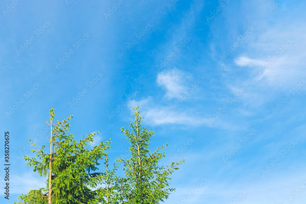 Fir treetops against blue summer sky. Soft selective focus. Back to basics concept.