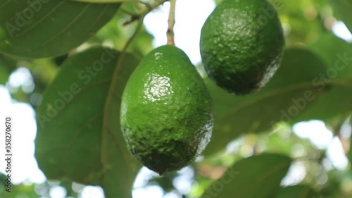 Wallpaper Mural Avocado varieties Hass the meat is delicious. Torontodigital.ca