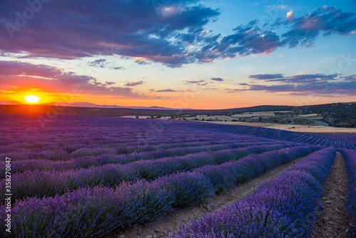 Sunset in Lavender fields in Brihuega Spain