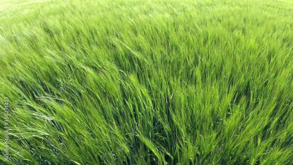 green barley field in spring, swaying smoothly in the wind green barley field in spring, swaying smoothly in the wind