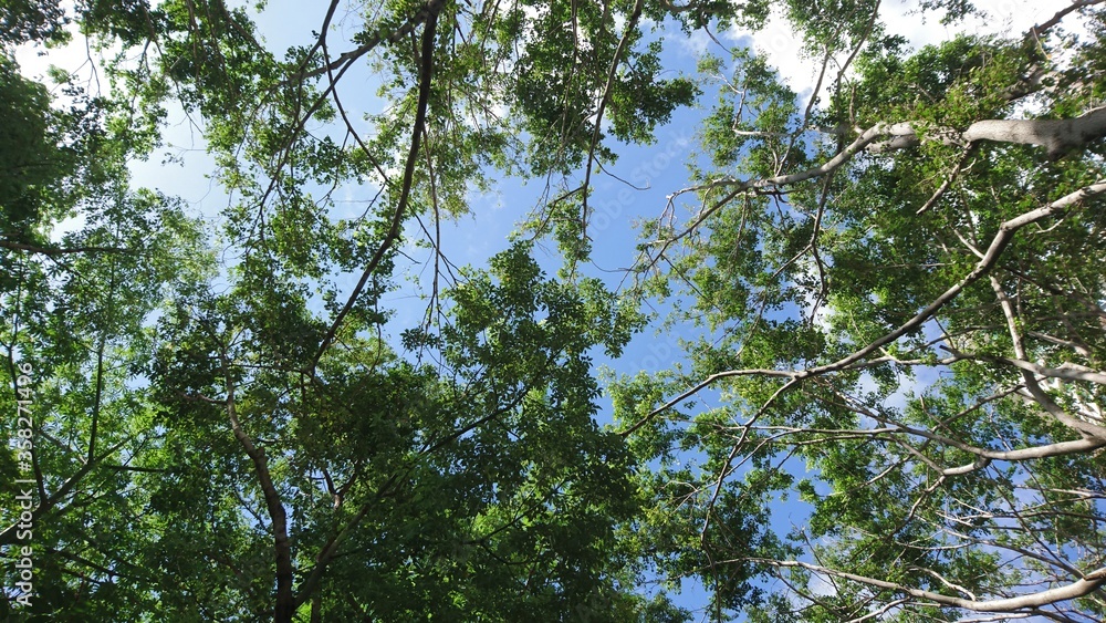 Fototapeta premium Tree crown in blue sky