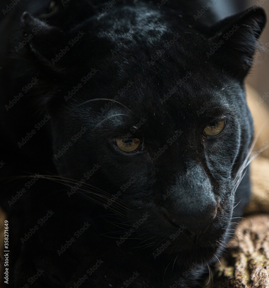 Naklejka portret czarnego kota